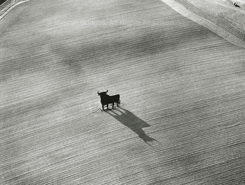 Bull in Field, Seville, Spain, 1992. Europe South. copyright photographer Marilyn Bridges