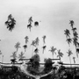 Palm Trees, Miami Beach Florida, 1987. USA South. copyright photographer Marilyn Bridges.